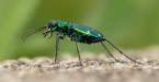 Maine Mom Picked Up Bright Green Bug Then She Almost Died